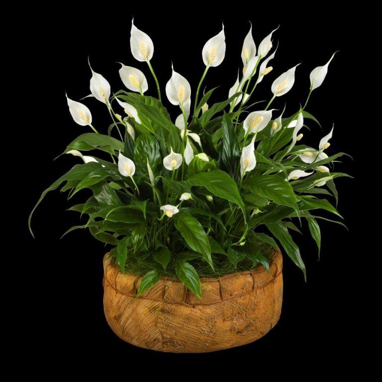 kwiaty doniczkowe.jpg