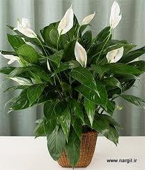 kwiaty doniczkowe.jpg