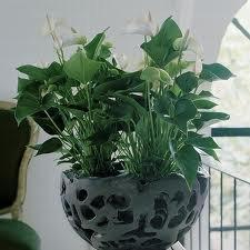 kwiaty doniczkowe.jpg