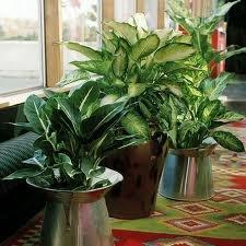 kwiaty doniczkowe.jpg