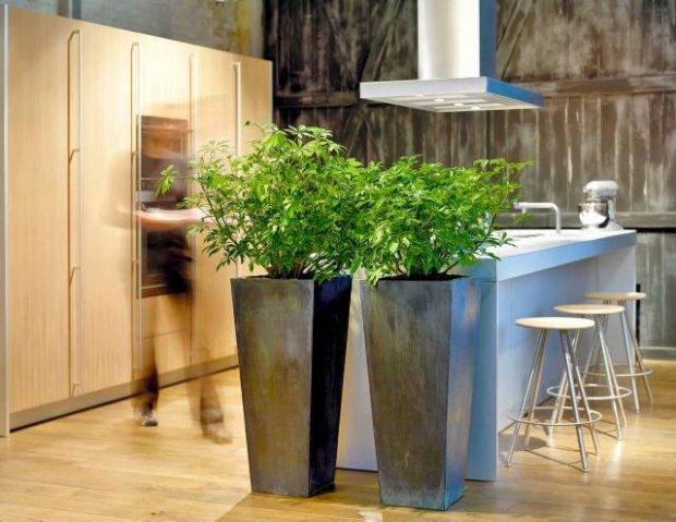 kwiaty doniczkowe.jpg