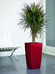 kwiaty doniczkowe.jpg